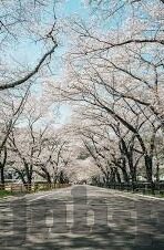 皇家抢庄牛牛安卓下载-皇家抢庄牛牛安卓下载，体验极致的娱乐与竞技